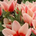 Tulipa simple hative 'Christmas Marvel' fleur